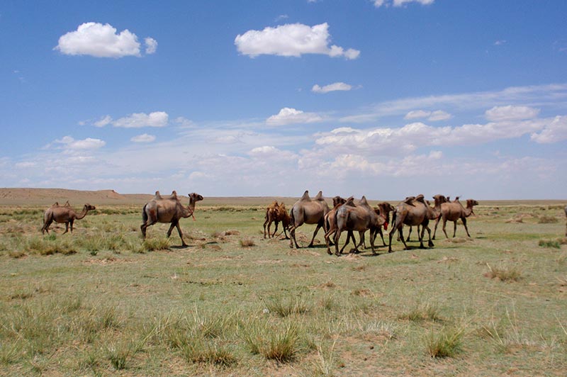 Bactrian Camel Herd