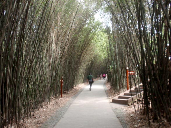 Bamboo walkway.