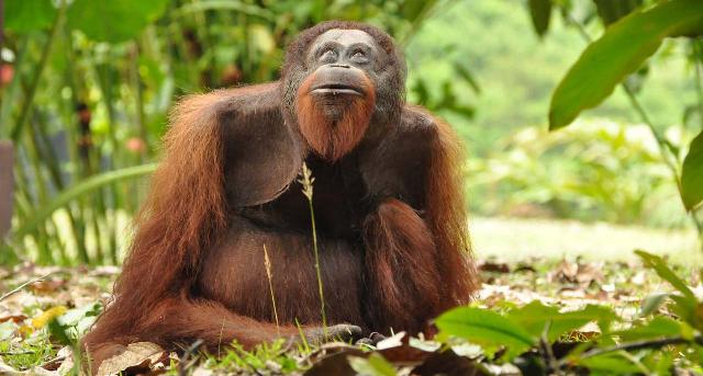 Orangutan in Malaysia's Danum Valley
