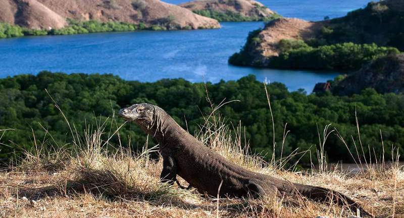 Here be Dragons - Komodo Island