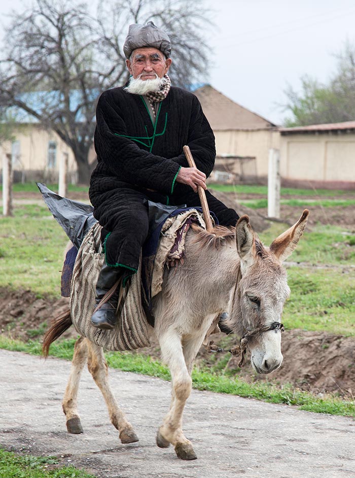 An old man traveling by donkey near Qarshi.