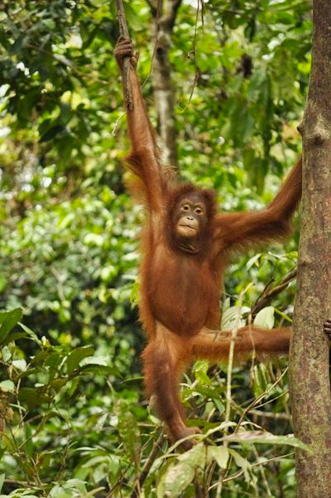 Baby-Orangutan