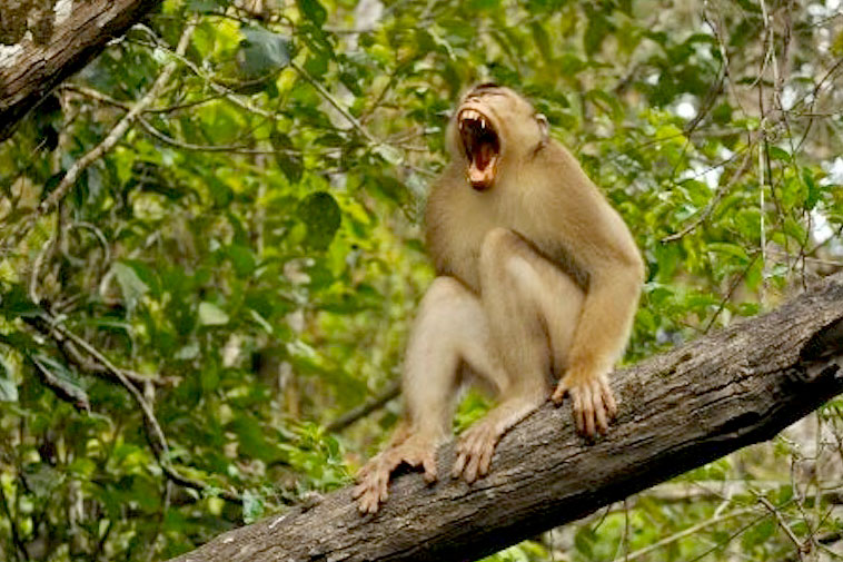 Borneo-monkey