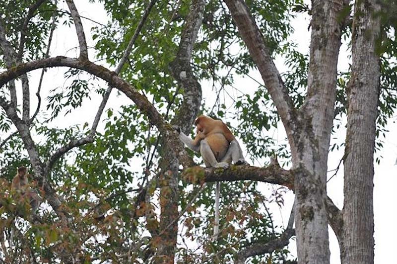 Proboscis monkey on the Kinabatangan river.