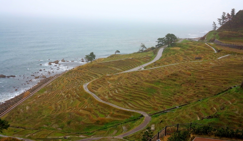 Noto's cliffside rice terraces are a spectacular sight