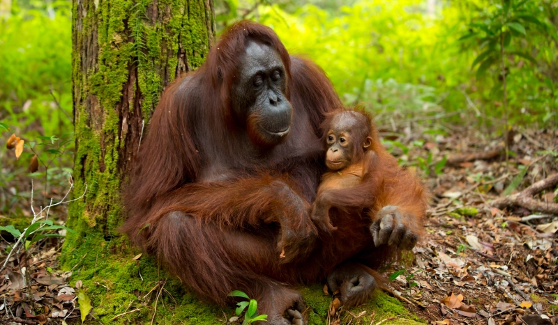 Borneo's orangutans are arguably its main attraction