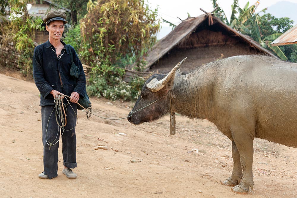 An Akha Oma man bringing his buffalo back from the farm.