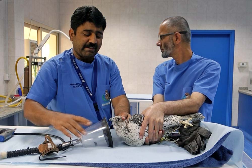 Doctors applying anaesthesia to a Falcon.