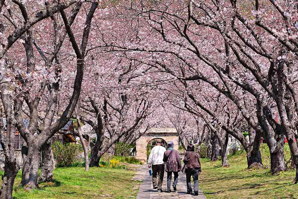 Cherry blossom season in Kyushu 