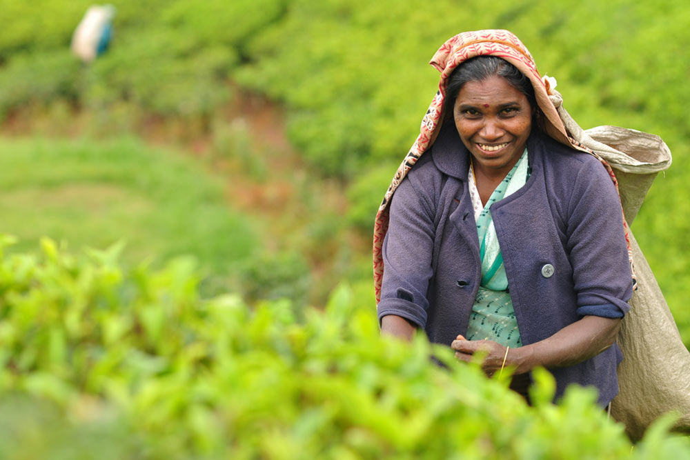 The tea fields of Sri Lanka] 