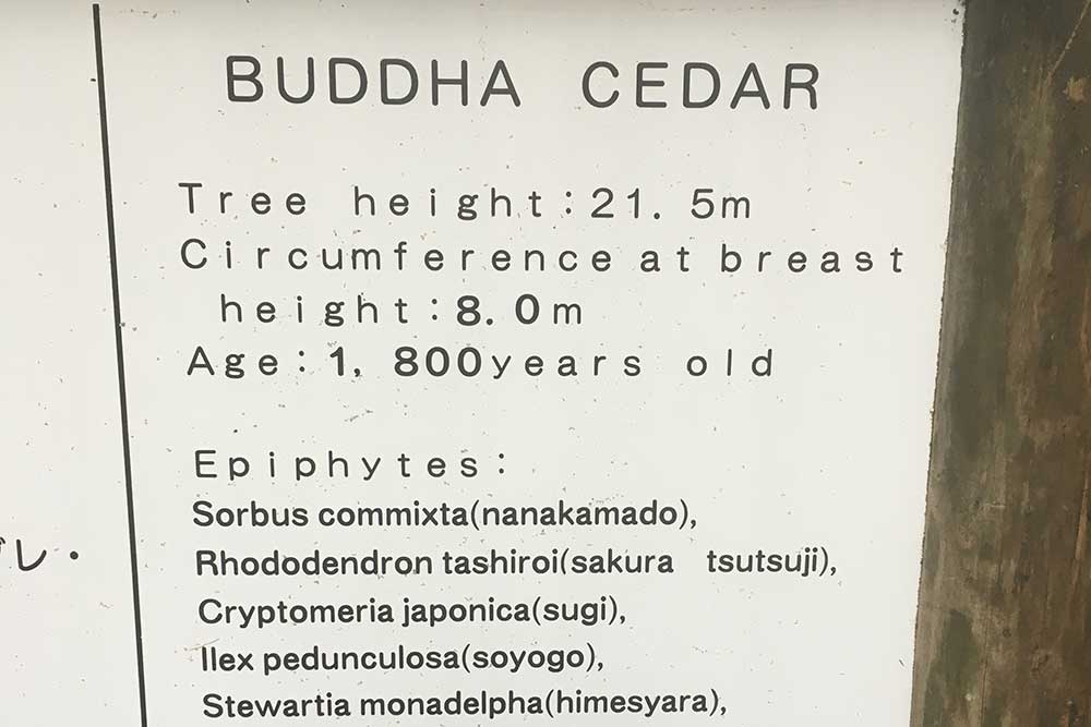 Buddha Cedar