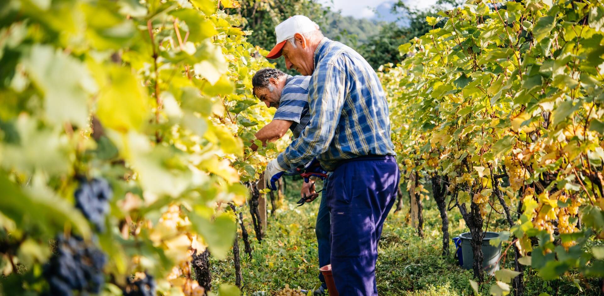 Kakheti Wine Region