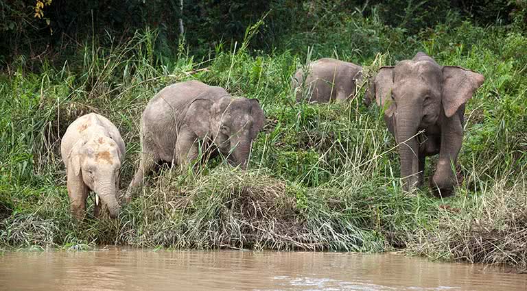 Classic Malaysian Borneo | Luxury Malaysia Itinerary | Remote Lands