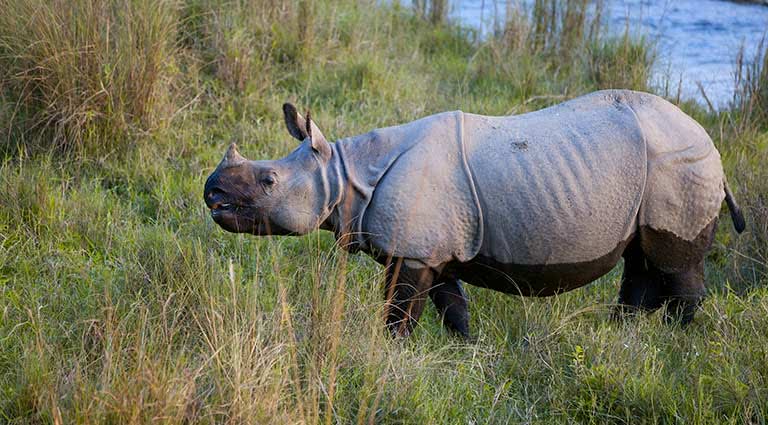 Exploring The Birds And Wildlife Of Nepal 