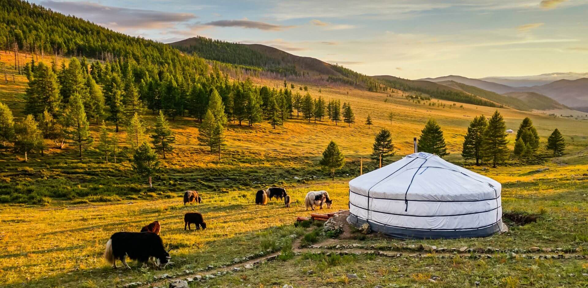 Юрта скот Монголия