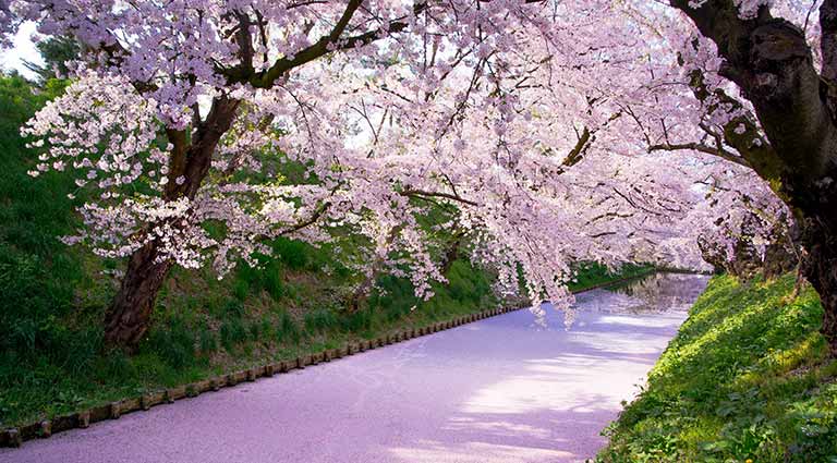 Spring in Tohoku: The Ultimate Cherry Blossoms Path | Luxury Japan ...