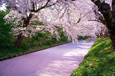 Spring In Tohoku The Ultimate Cherry Blossoms Path Luxury Japan