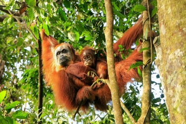 Indonesia: Wild Orangutans and Private Islands