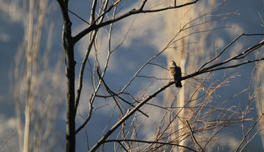 Bird watching