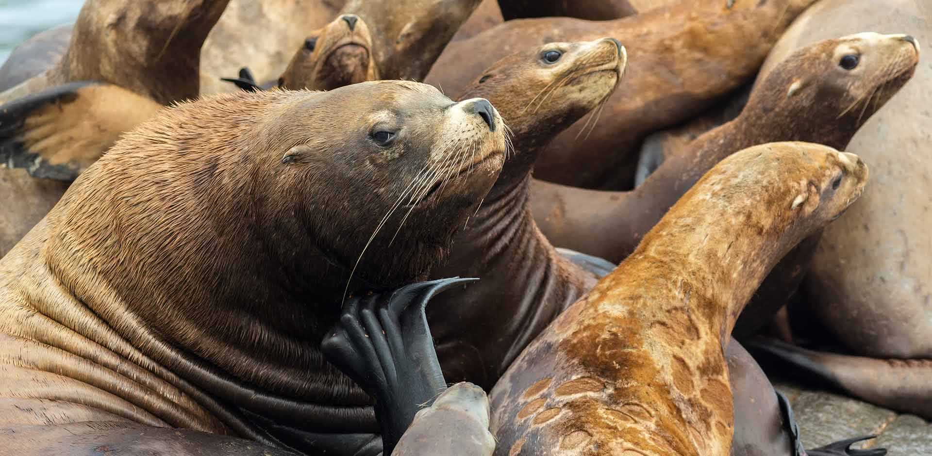 Kamchatka | Siberia Luxury Travel | Remote Lands