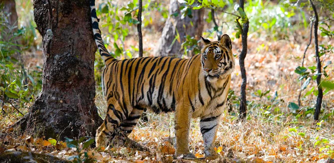 Bandhavgarh National Park | India | Luxe and Intrepid Asia | Remote Lands