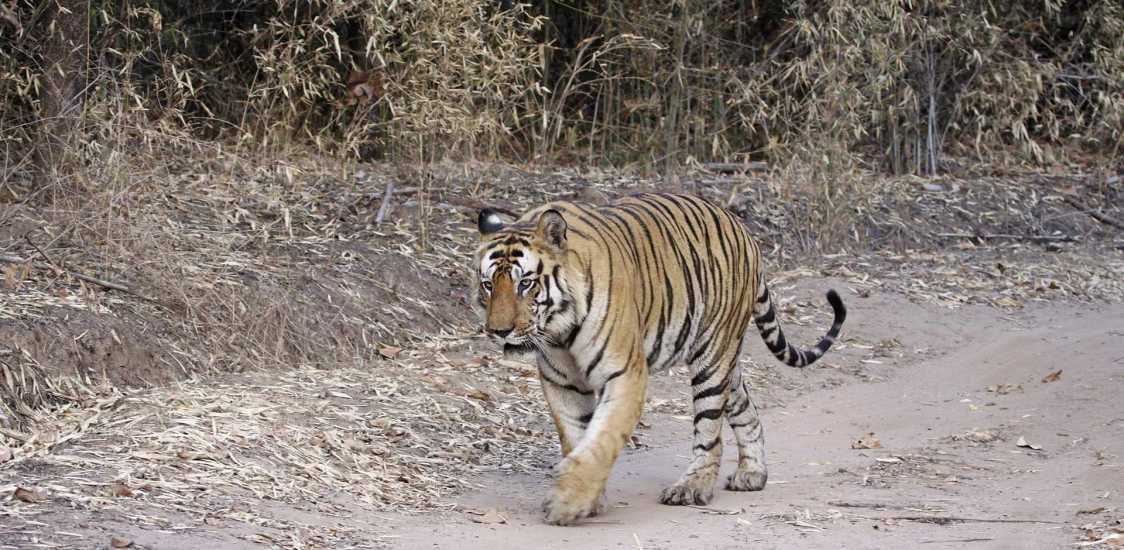 Bandhavgarh National Park | India | Luxe and Intrepid Asia | Remote Lands