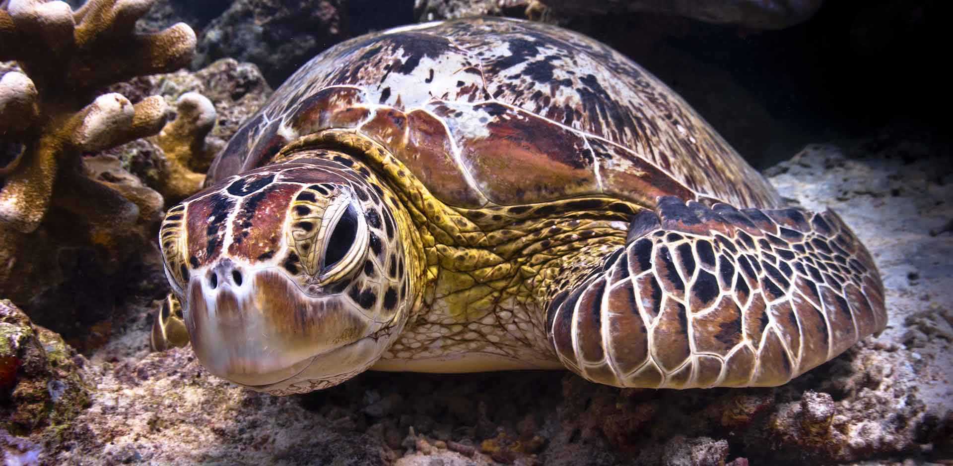 Selingan Turtle Island 