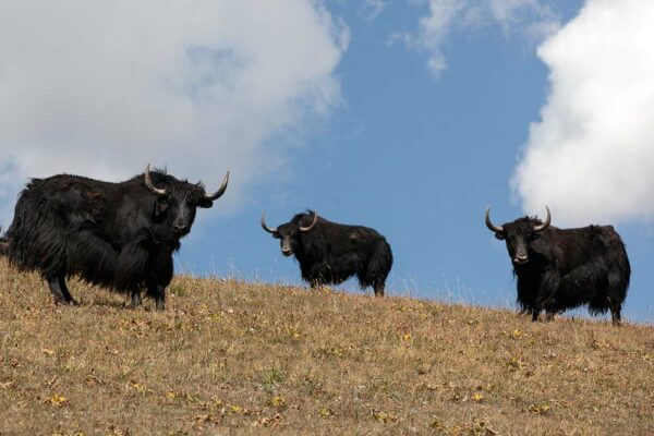 A Night with the Nomads at Song-Kul Lake, Kyrgyzstan - Travelogues from ...