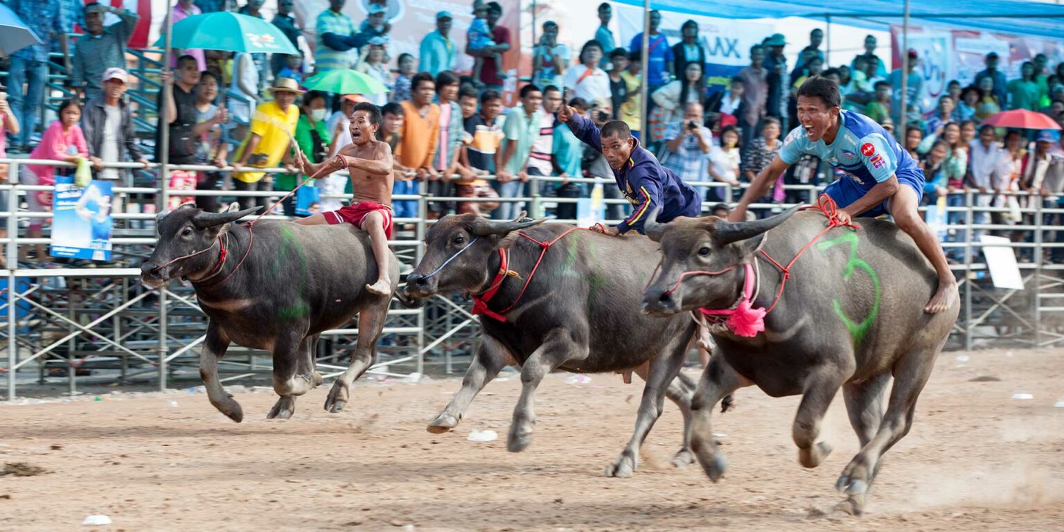 Holy Cow! A Day at Chonburi Buffalo Races Travelogues from Remote Lands