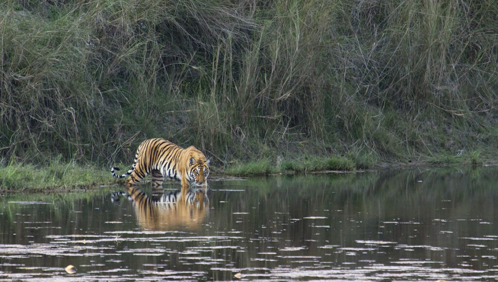 Nepal’s Bardia: Trekking with Tigers and Rafting with Rhinos ...