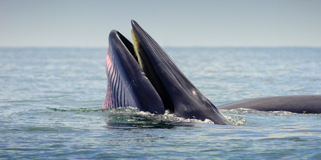 Thar She Blows: Thailand's Whale Watching Season Kicks Off ...