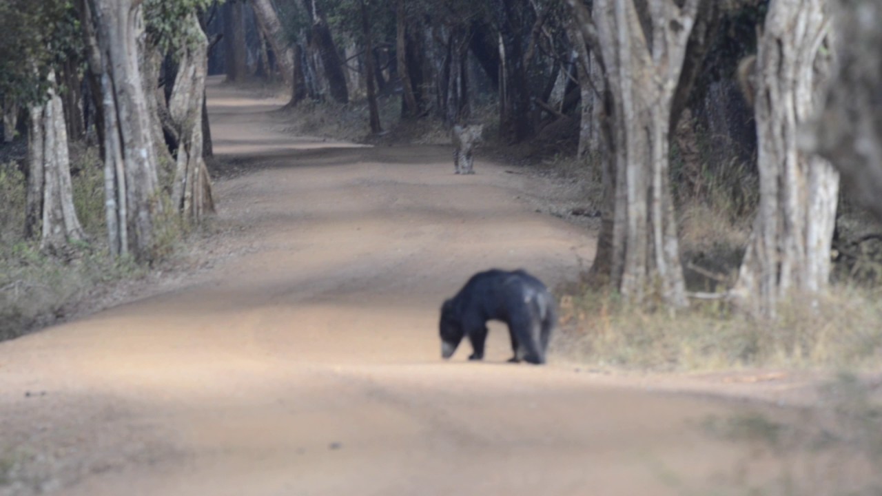 How to Spot the Adorably Disheveled Sloth Bear of Sri Lanka