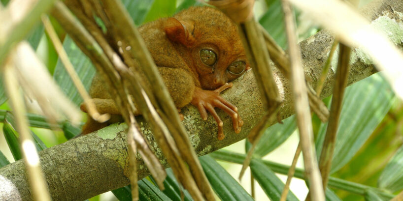 The Adorable Wildlife of the Philippines Above and Below the Water ...