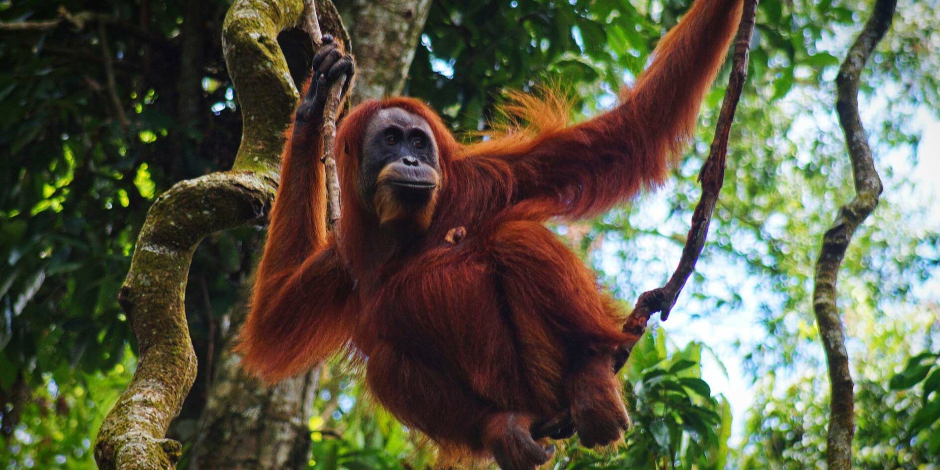 Saving the Great Apes Gunung Leuser - Travelogues from Remote Lands