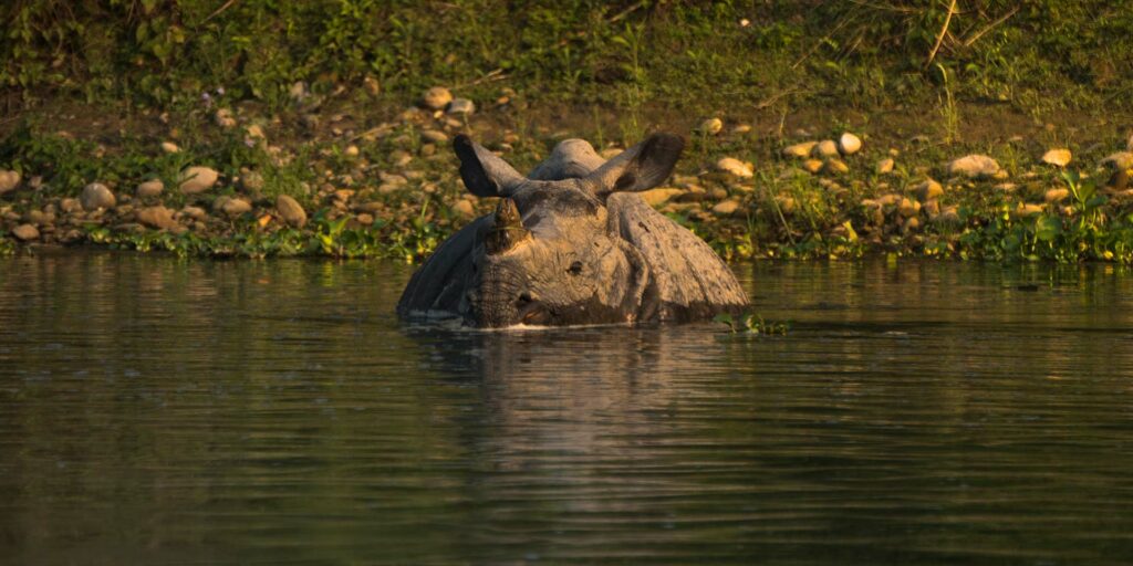 Searching for the Unicorn Rhinos of Chitwan - Travelogues from Remote Lands