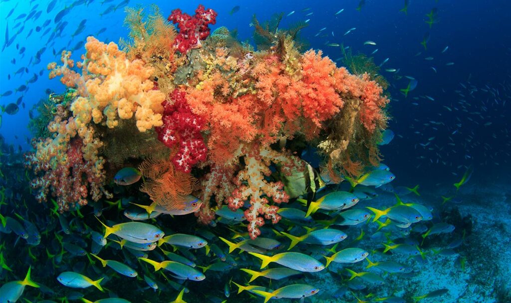 Dozen Dream Destination 2020: Raja Ampat for the Diving - Travelogues ...