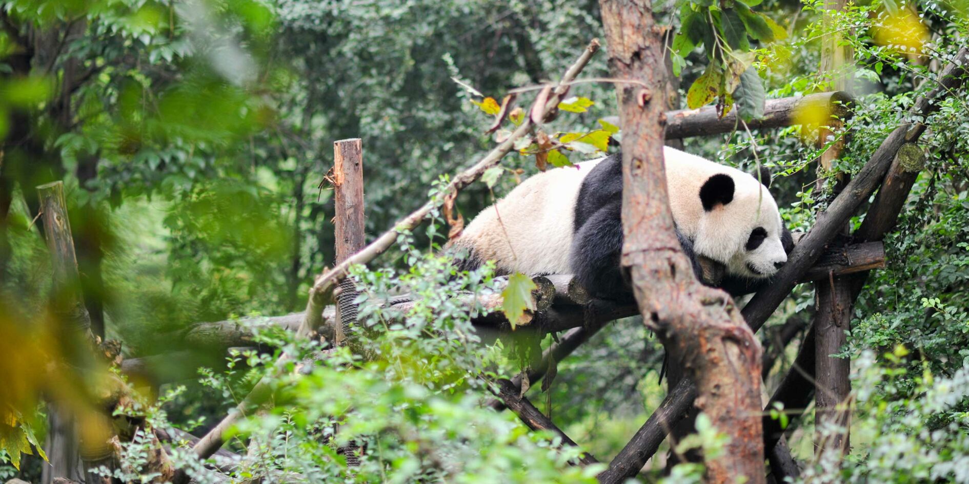 Chengdu: China's most famous bear and So Much More - Travelogues from ...