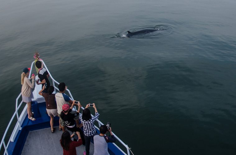 Thar She Blows Thailands Whale Watching Season Kicks Off Travelogues From Remote Lands 