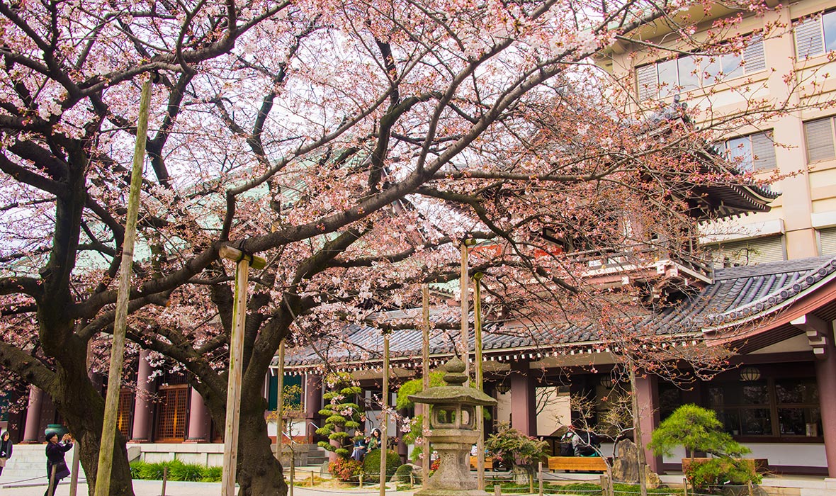 When to See Japan's Cherry Blossoms and Where to Stay ...